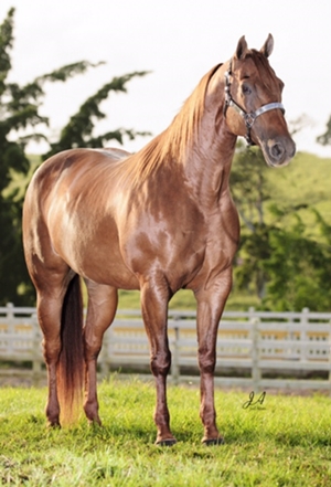 GRANFINA CATCH JMA